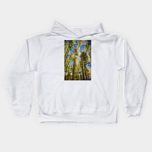 Quaking aspen (Populus tremuloides) in autumn (C034/4977) Kids Hoodie